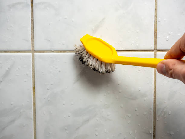 Best Emergency Mold Removal  in Elmwood, IL