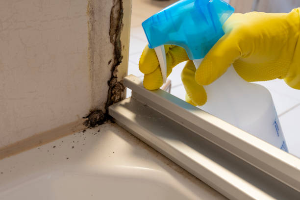 Best Office Mold Removal Services  in Elmwood, IL