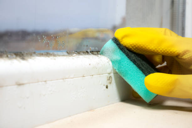 Water Damage Restoration in Elmwood, IL