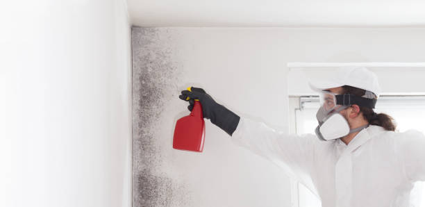 Best Home Mold Removal  in Elmwood, IL