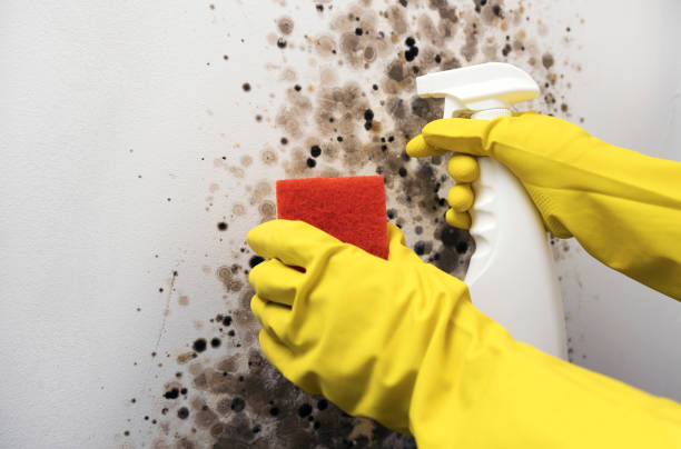 Best Commercial Mold Removal  in Elmwood, IL