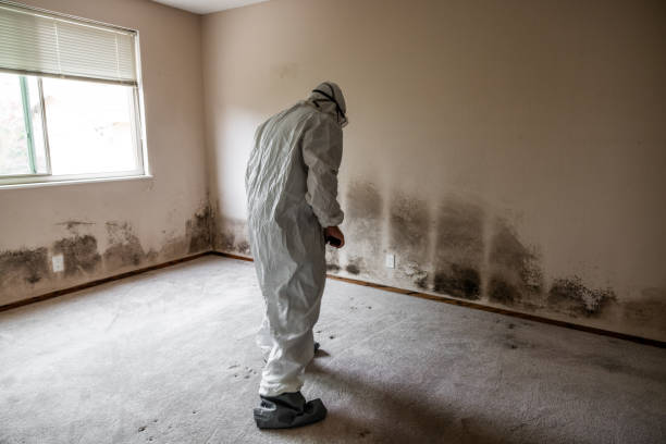 Best Mold Damage Repair  in Elmwood, IL