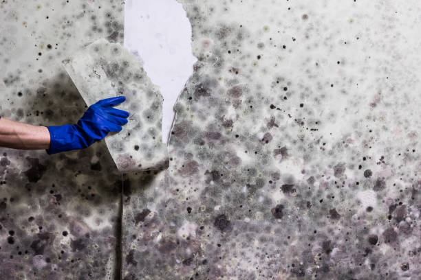 Attic Mold Removal in Elmwood, IL