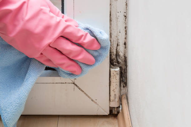 Trusted Elmwood, IL Mold Removal Experts